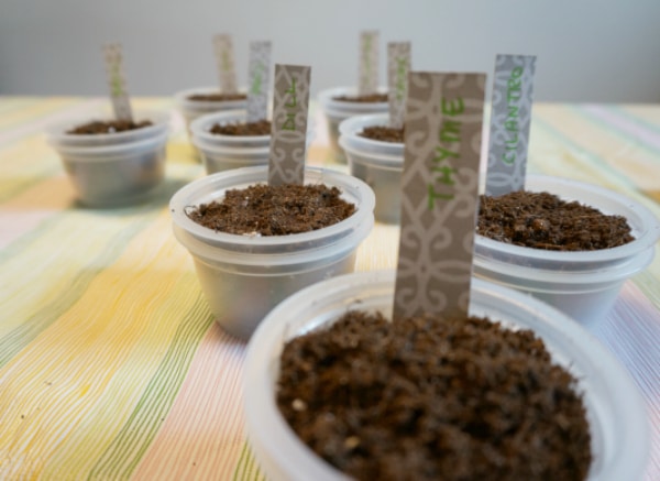 starting seeds