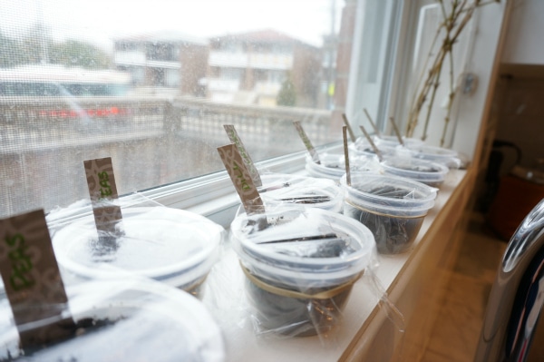 seeds growing on window sill