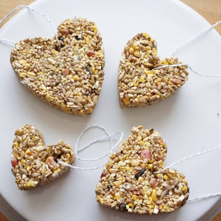 cookie cutter bird seed bird feeders on plate