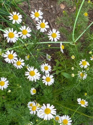 featured image for chamomile in garden post