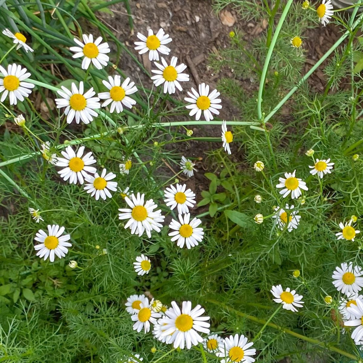 featured image for chamomile in garden post