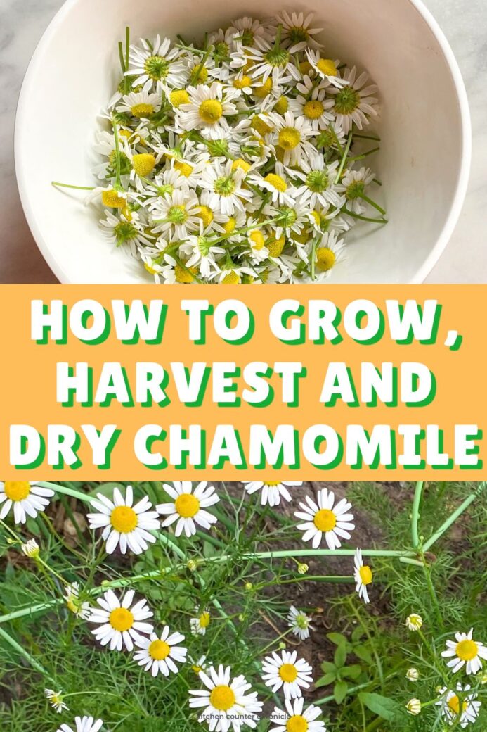 new pin image collage of chamomile flowers in bowl and chamomile growing in garden title how to grow, harvest and dry chamomile flowers