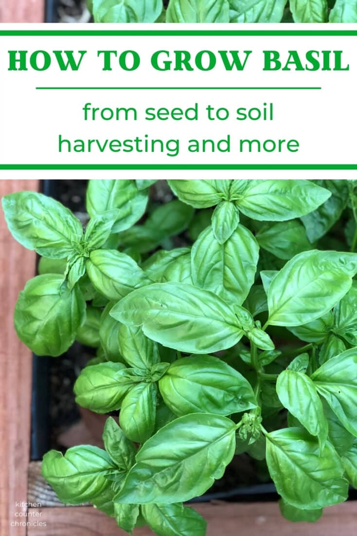 how to grow basil title over a pile of basil plants
