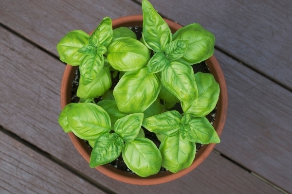 basil growing in a pot on a wooden deck