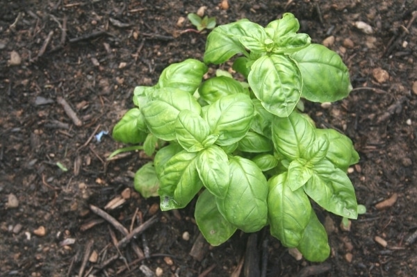 basil planted in a sunny spot in the garden soil