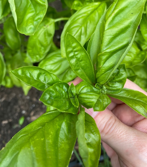 basil leaves in persons hand
