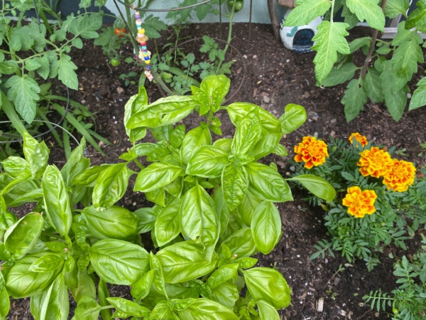 basil with companion plants tomato and marigolds