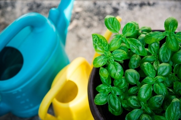 basil with watering cans