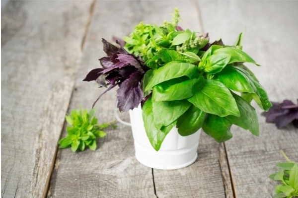 different types of basil to grow at home all in a white pot