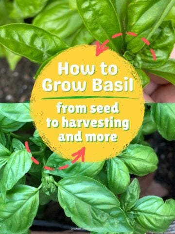 featured image of beginners guide to growing basil post