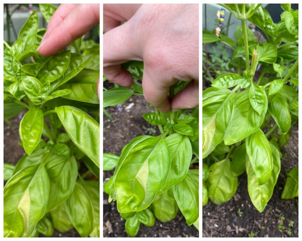 3 steps to harvest basil plant