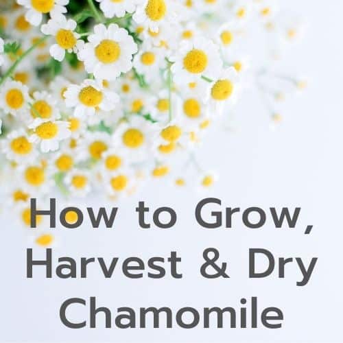 how to grow harvest and dry chamomile title with chamomile flowers