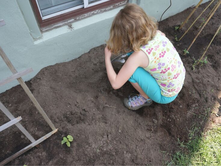 kid planting vegetable in garden