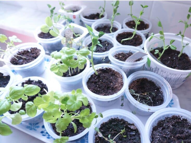 seedlings growing in apple sauce containers on the window sill