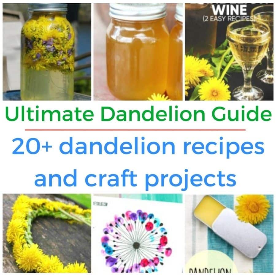 collage of dandelion crafts with title "20+ dandelion recipes and craft projects"