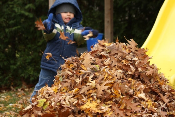 kid playing in big pile of leaves