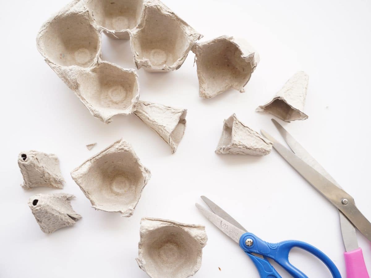 cardboard egg carton cut into individual cells for flowers with scissors