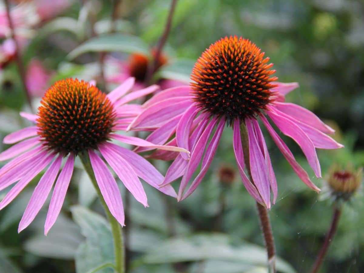 2 echinacea flowers