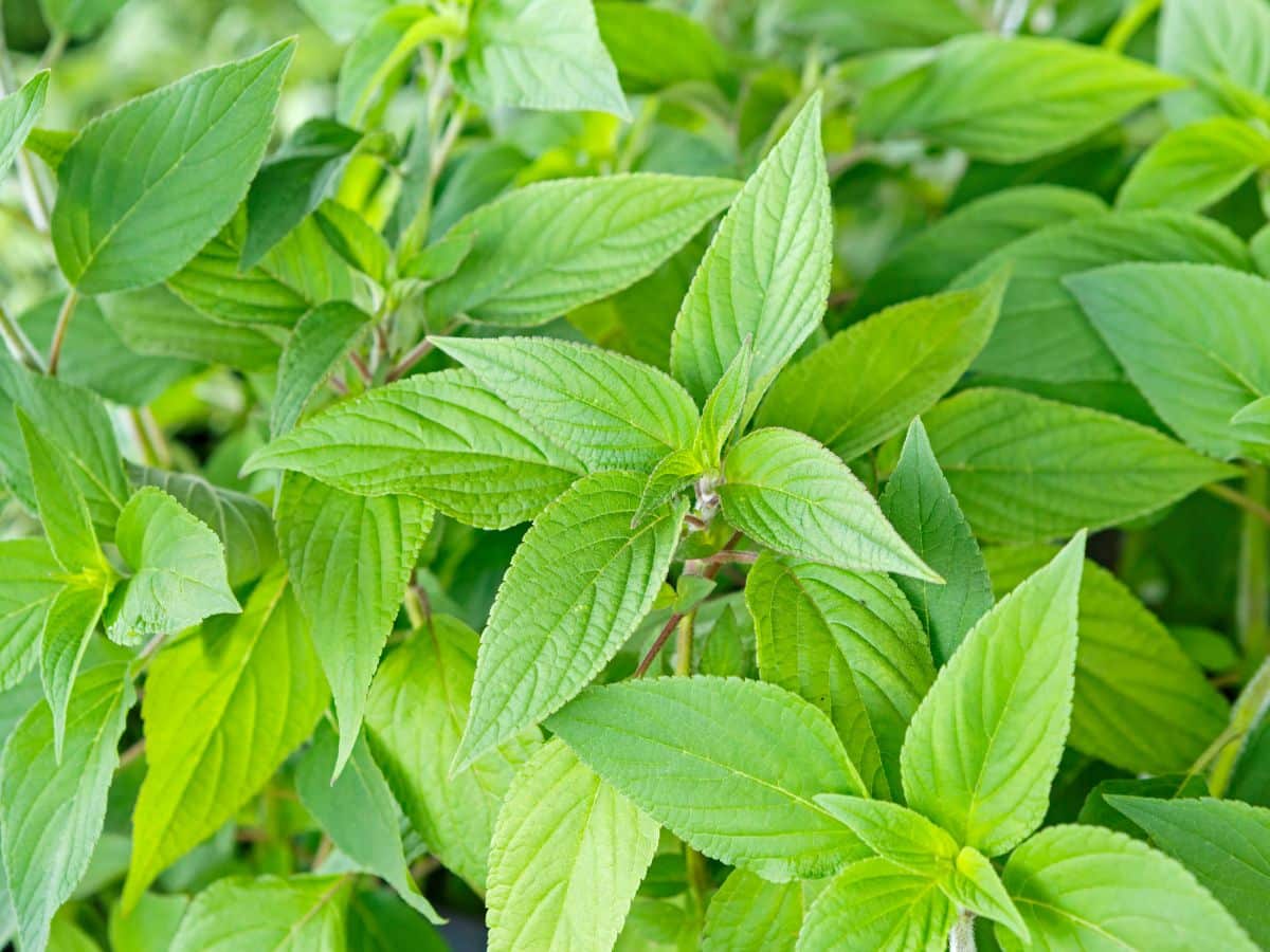 pineapple sage plant
