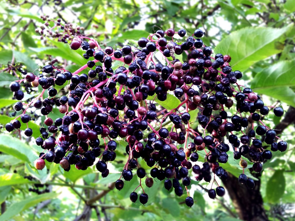 sprig of elderberry berries