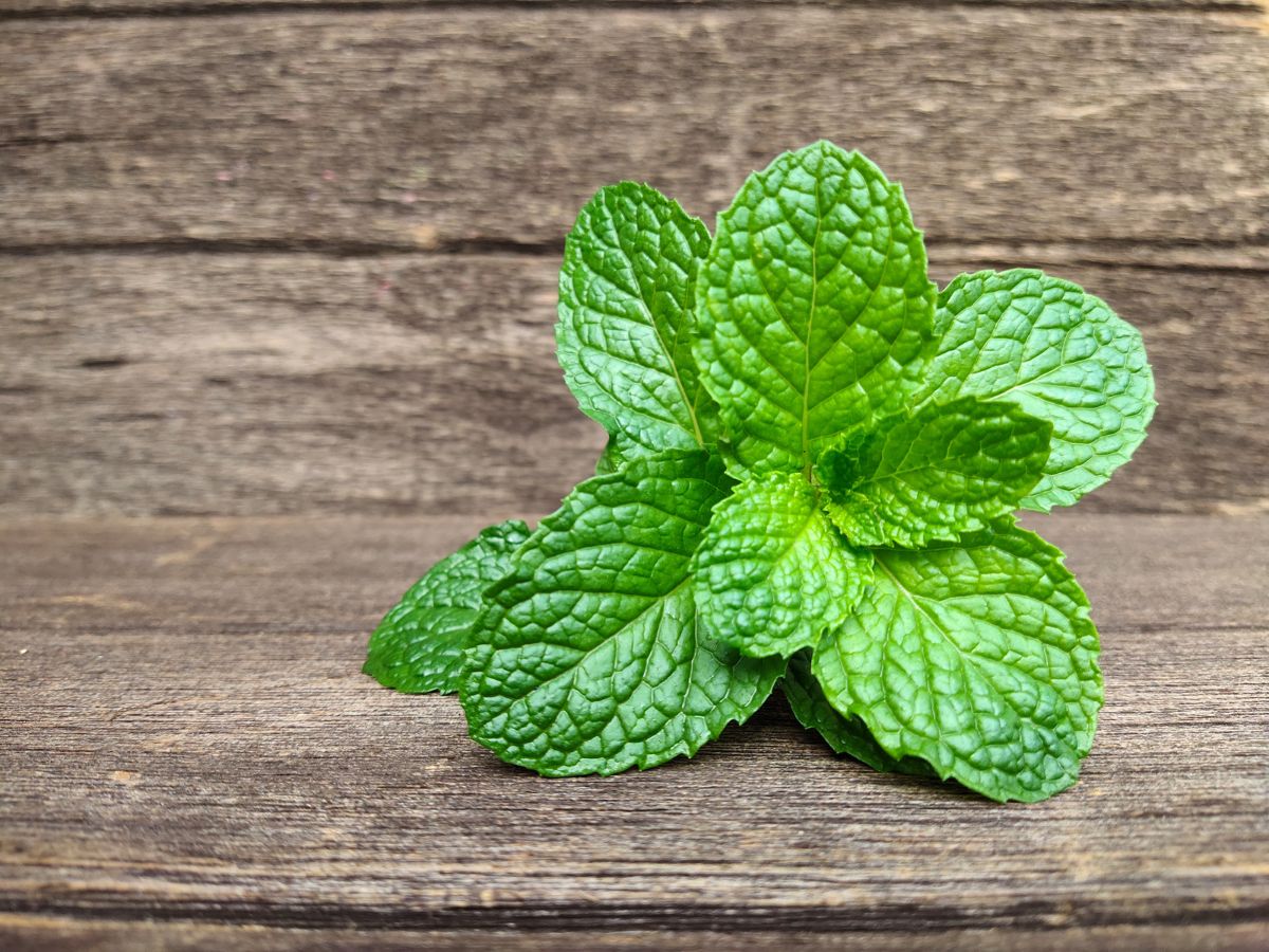 sprig of mint on wooden table