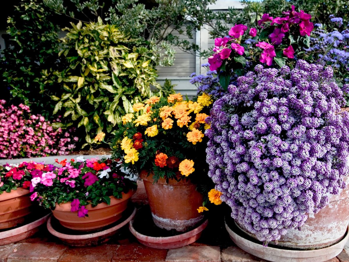 assorted containers of flowers on a balcony with bee friendly flowers, marigolds, zinnias, asters and imaptiens