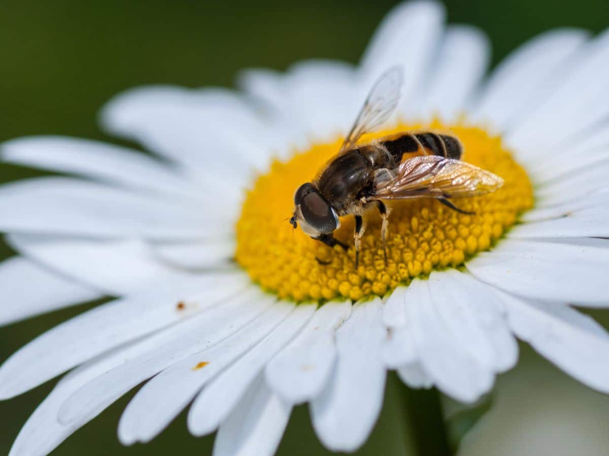 close up of a bee on a daisy