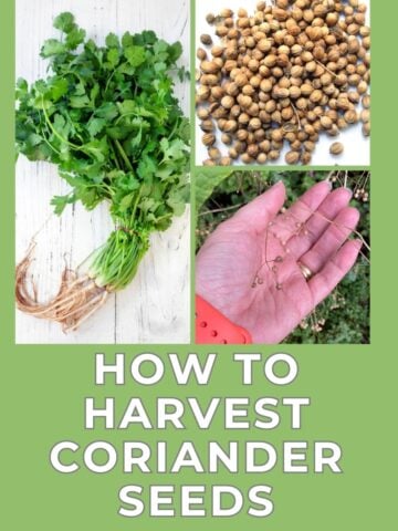 collage of harvesting coriander seeds from a cilantro plant