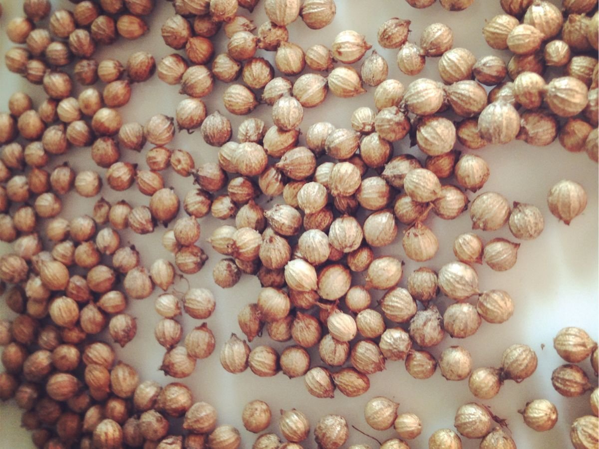 pile of coriander seeds on plate