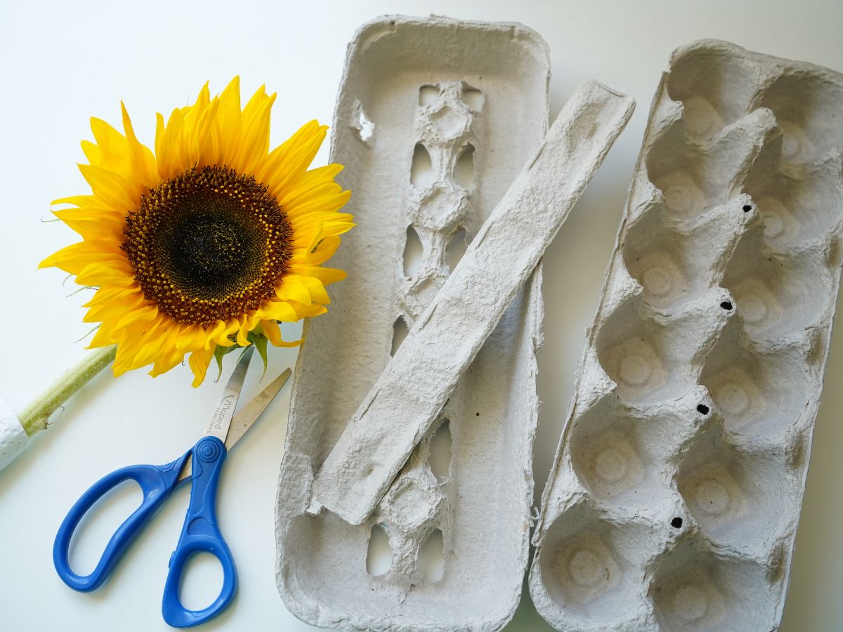 sunflower, pair of scissors and empty egg carton on table