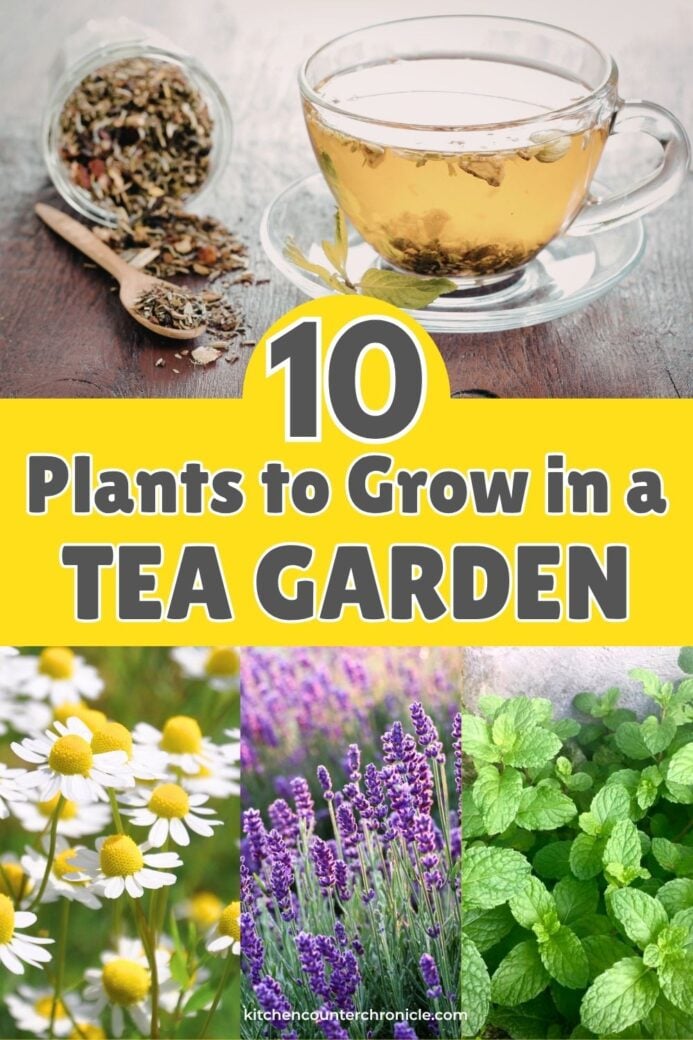 collage of flowers to grow in a tea garden with a cup of herbal tea