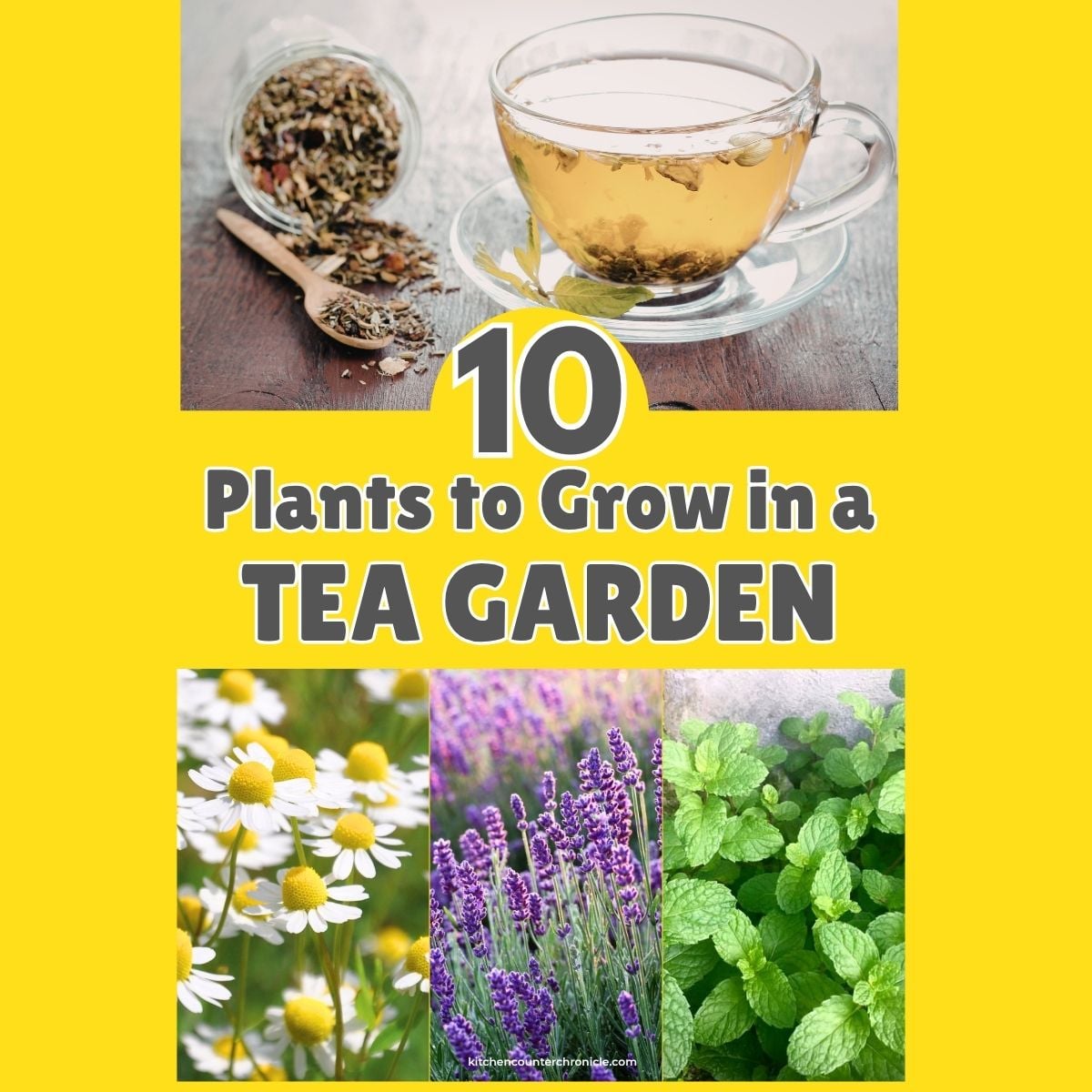 featured image for what to grow in a tea garden with image of cup of brewed herb tea