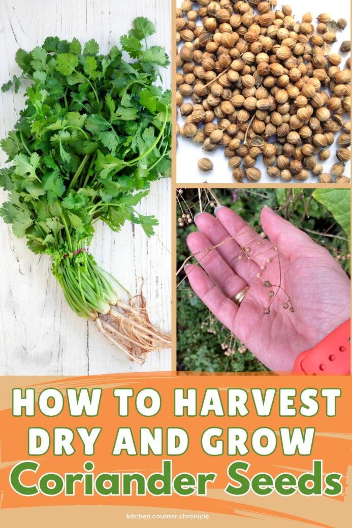 collage of dried coriander seeds, coriander seeds in hand and bunch of cilantro harvested new pin